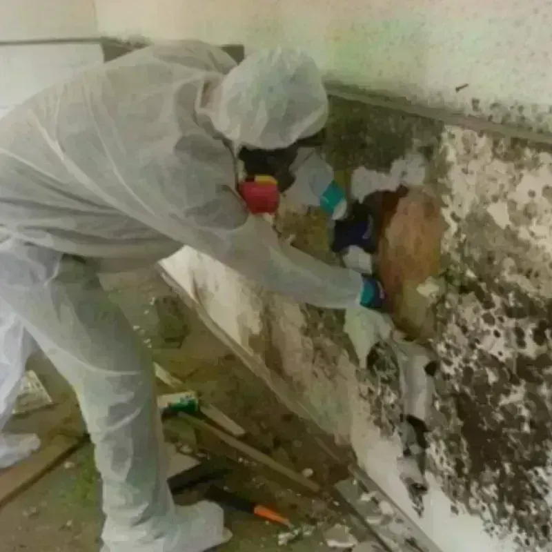 Mold Remediation and Removal in Black Creek, WI